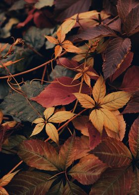 Remains of Autumn 