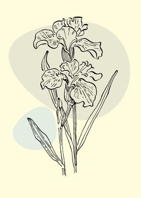 Irises Minimalist