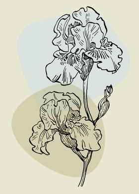 Irises Sketch