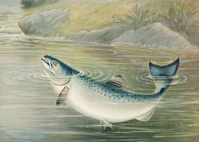 The California salmon 1879