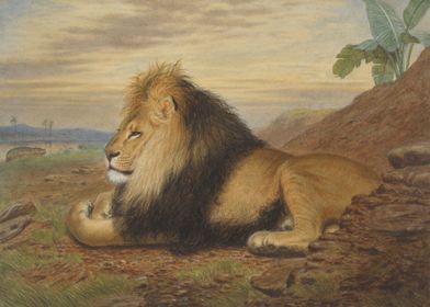 A Lion by Thomas Wood