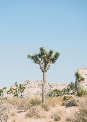 Joshua Tree