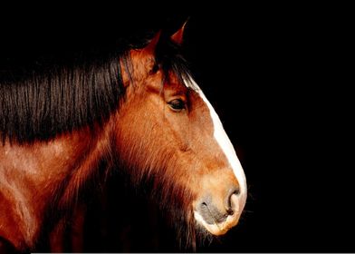 shire horse