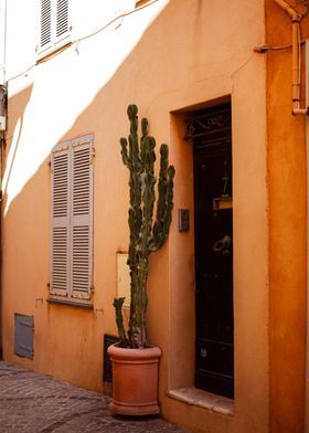 Cactus in Antibes 