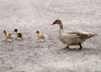 ducks mon and child