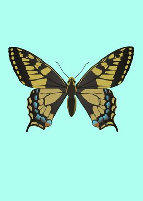 Common yellow swallowtail