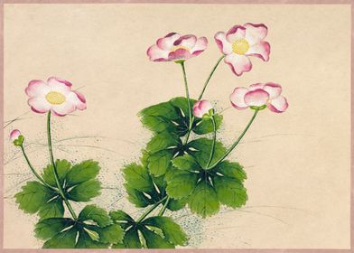 Mallow flowers 18th Cen