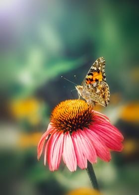 Butterfly on the flower