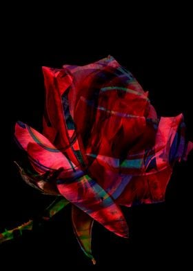 Red digital rose