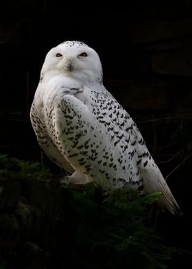 Snow owl in the zoo