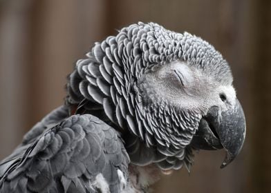 African Grey Parrot