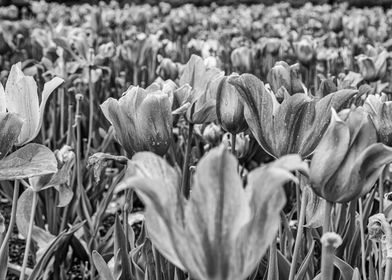 North Carolina Tulip Field