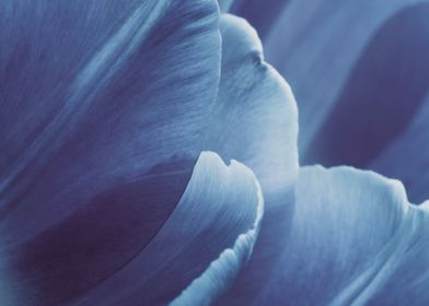 Delicate flowers leaves