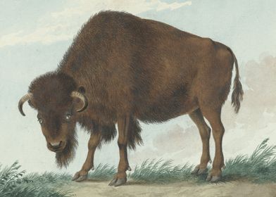 Bison 1808 painting