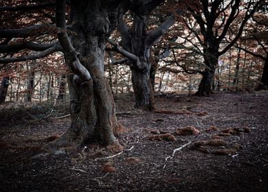 Mystical fairytale forest