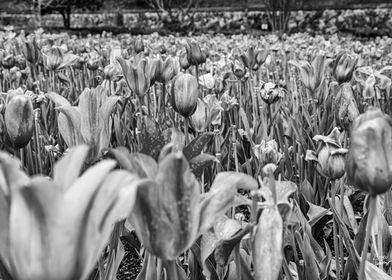 North Carolina Tulip Field