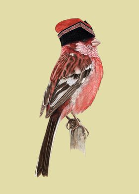 Long tailed rosefinch