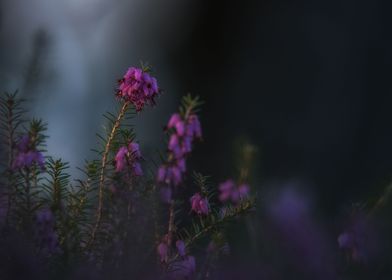 Flower Erika at dusk