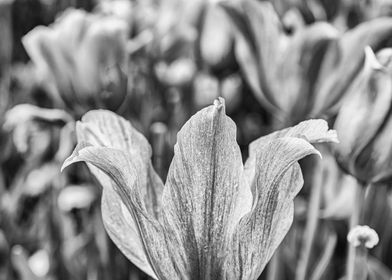 North Carolina Tulip Field