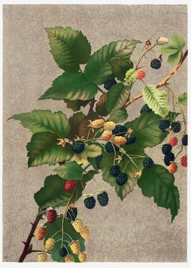 Blackberries 1887