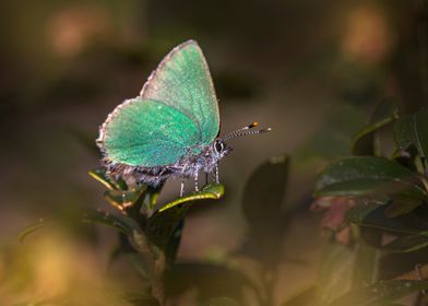 green hairstreak butterfly