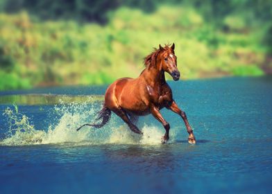 Horse running in the water