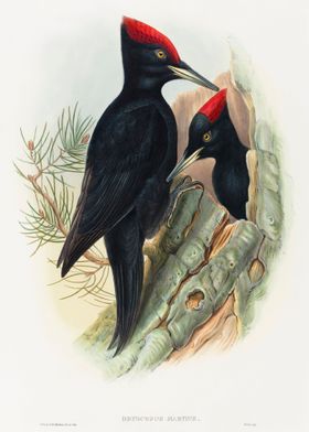 Great Black Woodpecker 