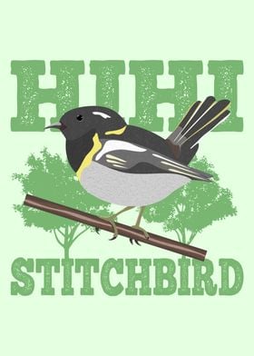 Hihi  Stitchbird