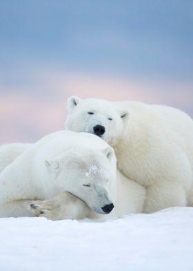 Polar bears on cold snow