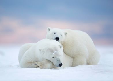 Polar bears on cold snow