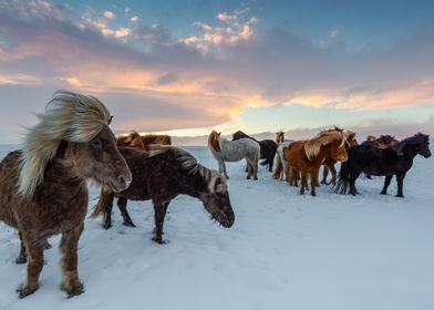 arctic horse