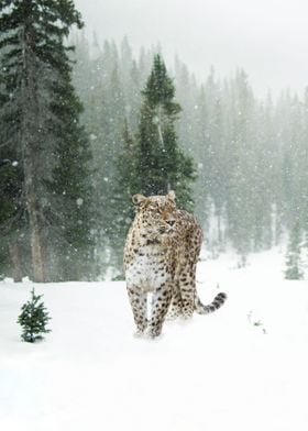 Persian leopard while snow