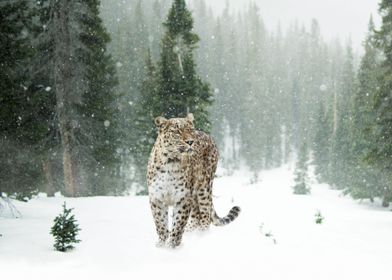 Persian leopard while snow