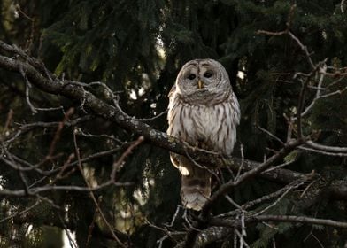 Barred owl in the night