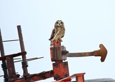 Farmer short eared owl