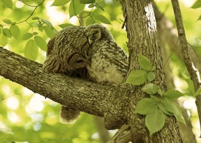 MOM and BABY barred owls