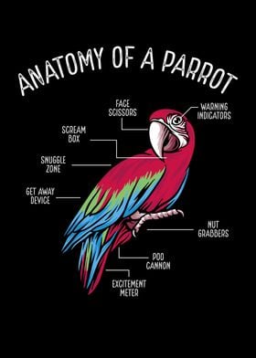 Anatomy of a parrot