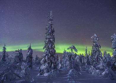 Lapland Winter Travel Snow