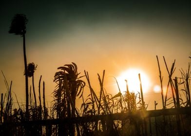 Palms At The End Of Day