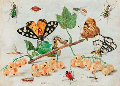 Insects and Fruits 1660