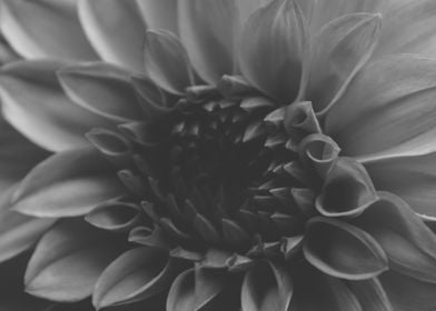 abstract flower gray