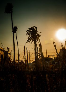 Palms At The End Of Day