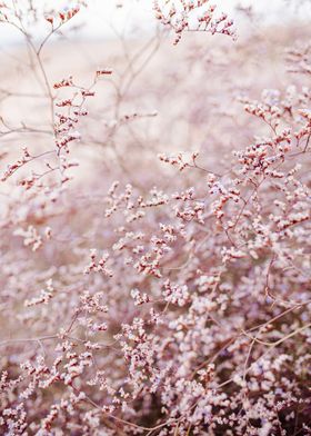 Sea lavender