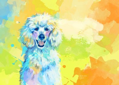 Colorful White Poodle