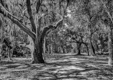 Cumberland Island