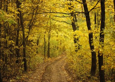 Mystical autumn forest