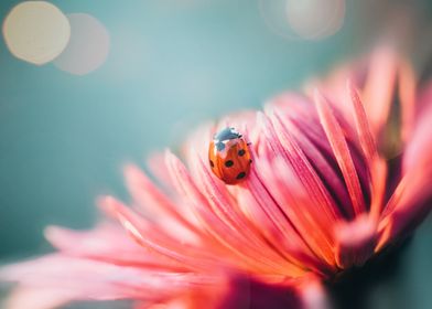 Macro ladybug