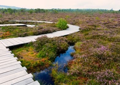 Moorland with heather 