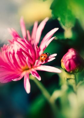 Cute ladybug on a flower