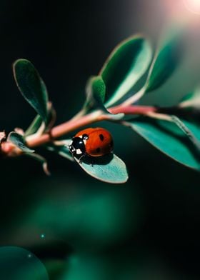 Ladybug on a leaf 